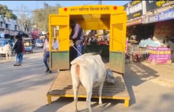 सुगम एवं सुरक्षित आवागमन हेतु सार्वजनिक मार्गों से हटाए गए घुमंतू मवेशी 8 मवेशी भेजे गए अमीरगंज गौशाला
