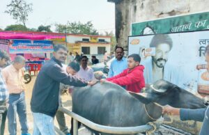 ग्राम जुहला में पशु बांझ निवारण एवं उपचार शिविर आयोजित