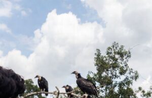 कटनी वनमंडल में 20 फरवरी से शुरू होगी गिद्धों की गणना