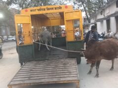 हांका टीम की कार्यवाही जारी, 19 मवेशियों को अमीरगंज गौशाला भेजा गया