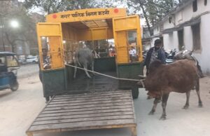 हांका टीम की कार्यवाही जारी, 19 मवेशियों को अमीरगंज गौशाला भेजा गया