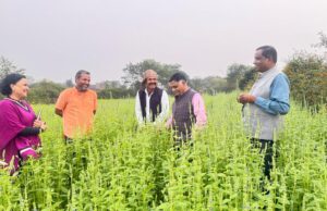 किसानों के लिये अच्छी कमाई का जरिया बनी चिया की खेती. जिले में लगातार बढ रहा रकबा.