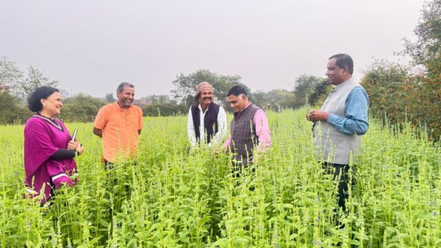 किसानों के लिये अच्छी कमाई का जरिया बनी चिया की खेती (1)