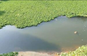 कटाए घाट नदी की जलकुम्भी सफाई का कार्य तेजी से जारी