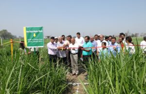 कृषि विश्वविद्यालय में नए बाजरा नेपियर ब्लॉक का शुभारंभ.