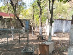 नगरवासियों को बंदरों की समस्या से मिलेगी राहत नगर निगम ने शुरू कराया विशेष अभियान, 19 बंदरों को सुरक्षित जंगल में छोड़ा गया बंदर पकड़ने हेतु नागरिकों से निगम के टोल फ्री नंबर 14420 पर संपर्क करने की अपील