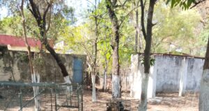 नगरवासियों को बंदरों की समस्या से मिलेगी राहत नगर निगम ने शुरू कराया विशेष अभियान, 19 बंदरों को सुरक्षित जंगल में छोड़ा गया बंदर पकड़ने हेतु नागरिकों से निगम के टोल फ्री नंबर 14420 पर संपर्क करने की अपील