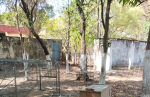 नगरवासियों को बंदरों की समस्या से मिलेगी राहत नगर निगम ने शुरू कराया विशेष अभियान, 19 बंदरों को सुरक्षित जंगल में छोड़ा गया बंदर पकड़ने हेतु नागरिकों से निगम के टोल फ्री नंबर 14420 पर संपर्क करने की अपील